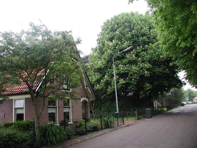 Boom in de voortuin