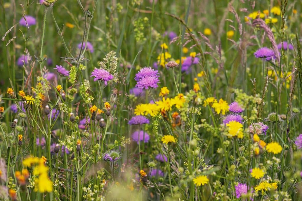 Stefan's tuintips zomer