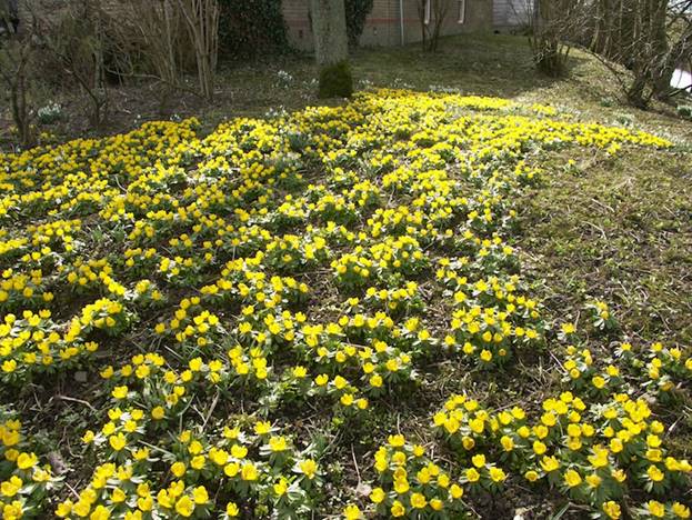 Stinzenplanten onder de bomen