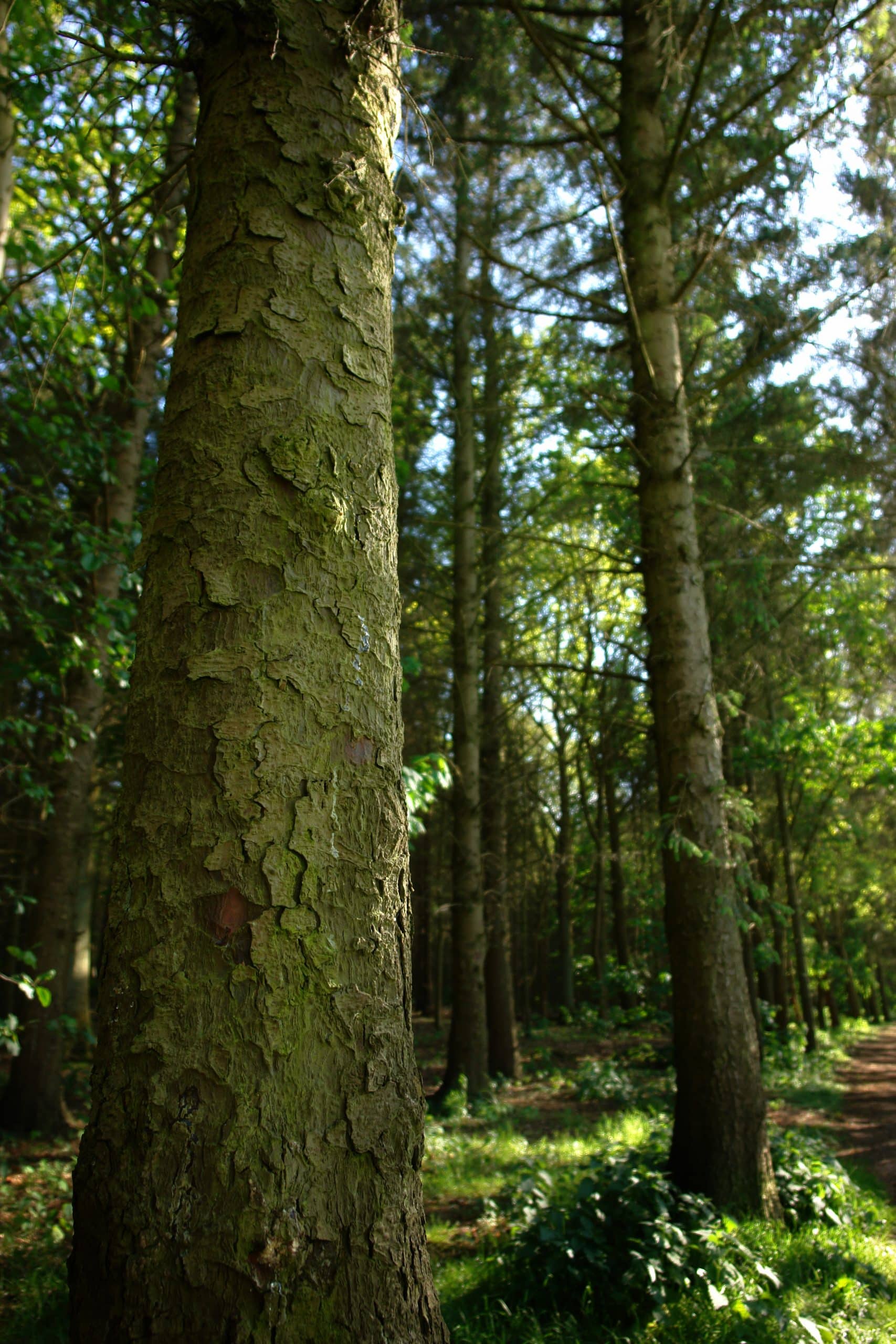 Bomen in het bos