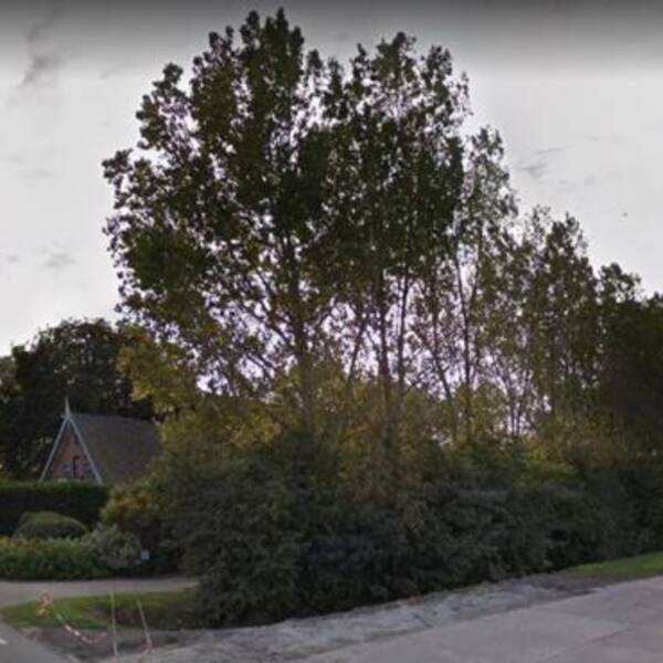 boomsingel met bomen of struiken