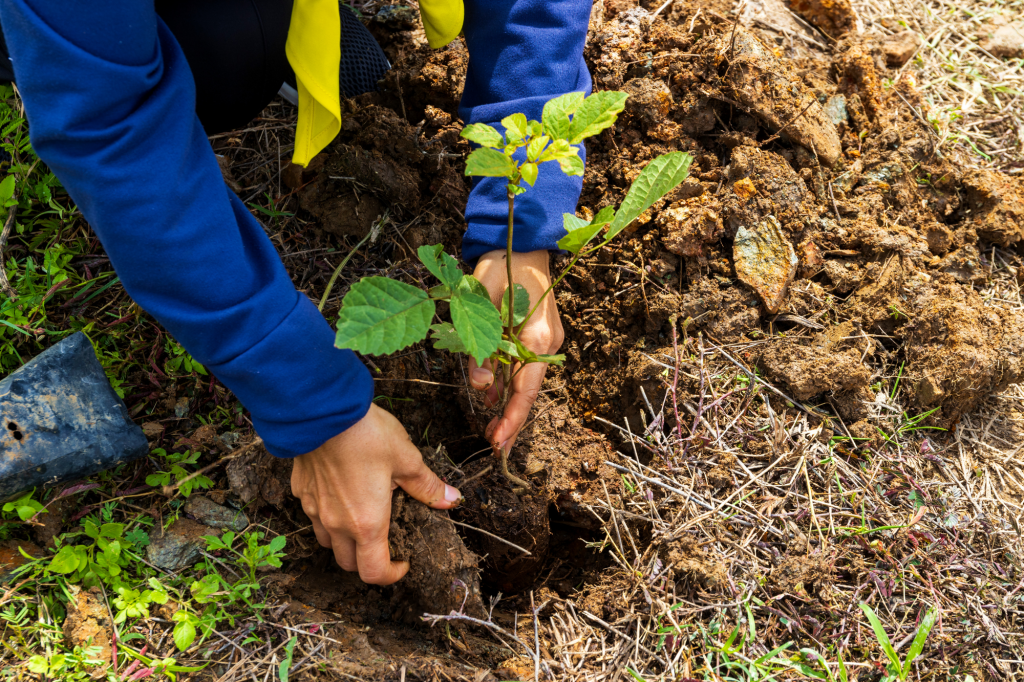 De handen van een man die een boompje in de grond zet